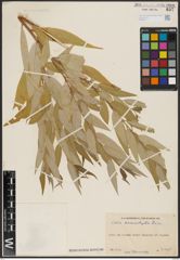 Foto von Salix acmophylla Boiss.